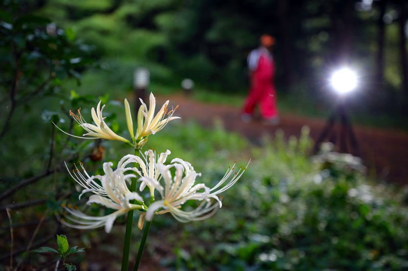 花博記念公園 鶴見緑地 彼岸花