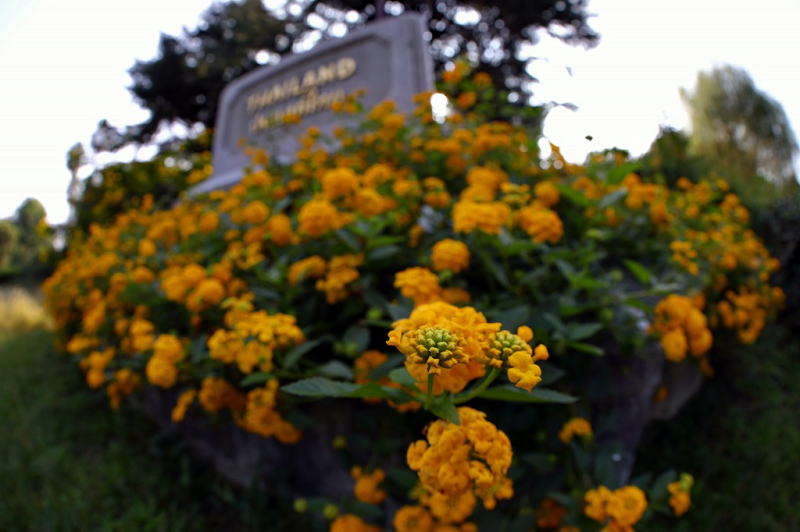 花博記念公園 鶴見緑地 タイランド