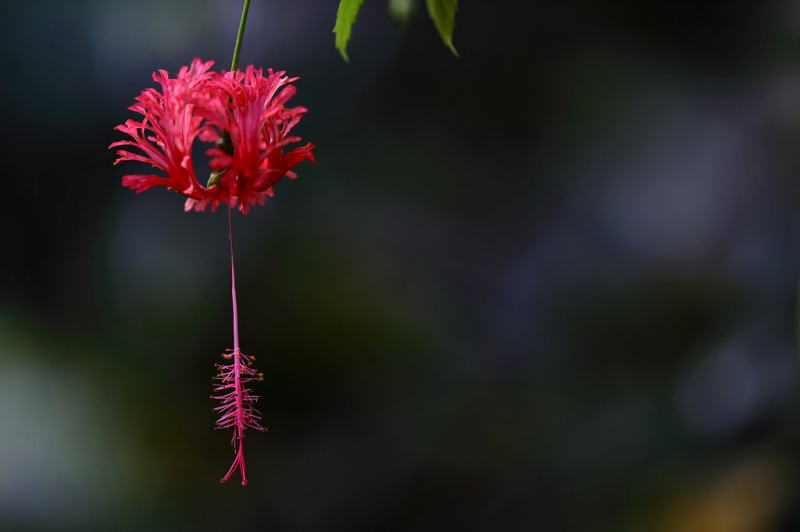 花博記念公園 鶴見緑地 咲くやこの花館