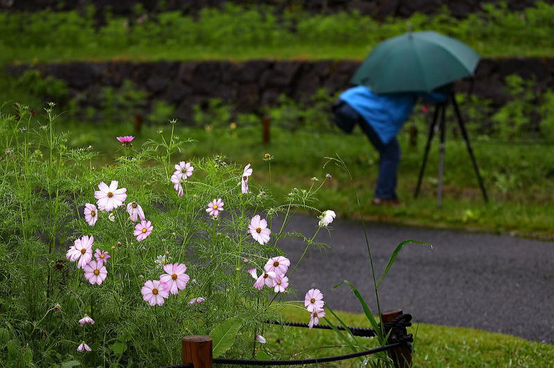 花博記念公園 鶴見緑地 風車の丘 コスモス