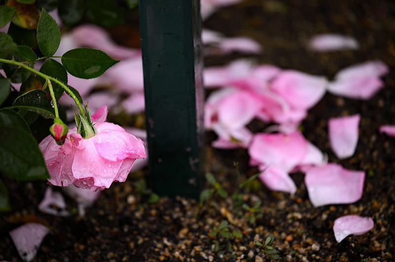 花博記念公園 鶴見緑地 バラ園