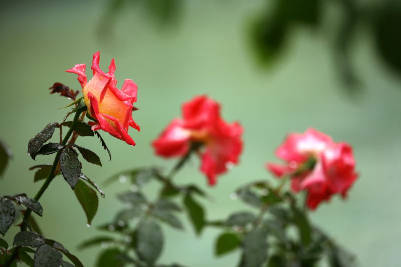 花博記念公園 鶴見緑地 バラ園