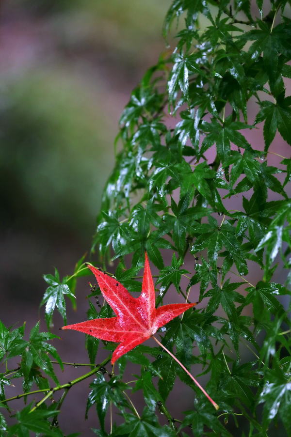 花博記念公園 鶴見緑地 