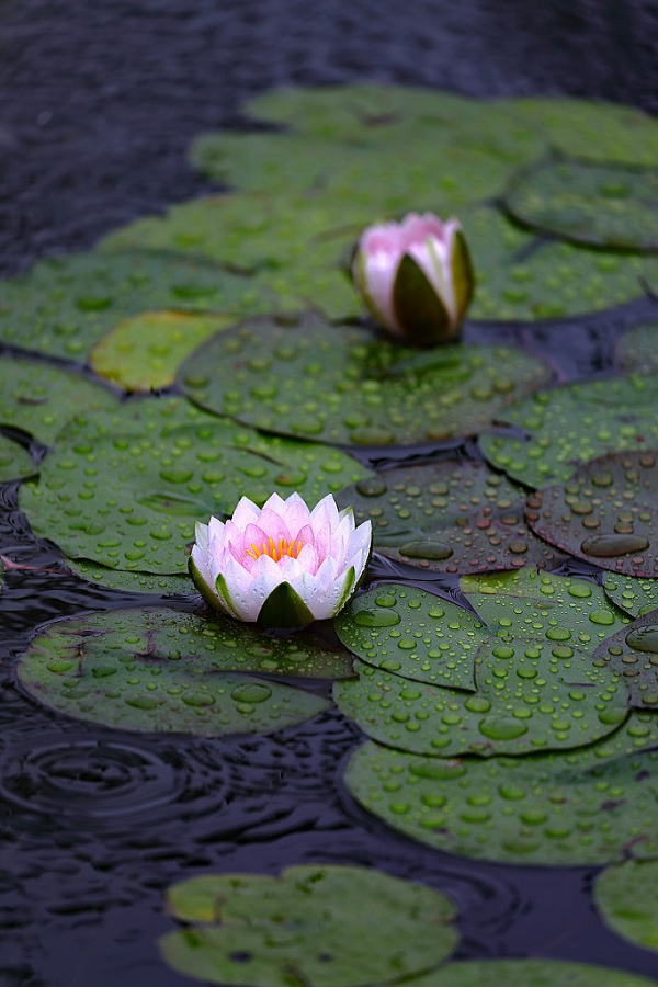 花博記念公園 鶴見緑地 咲くやこの花館