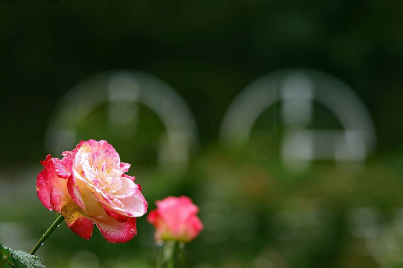 花博記念公園 鶴見緑地 バラ園