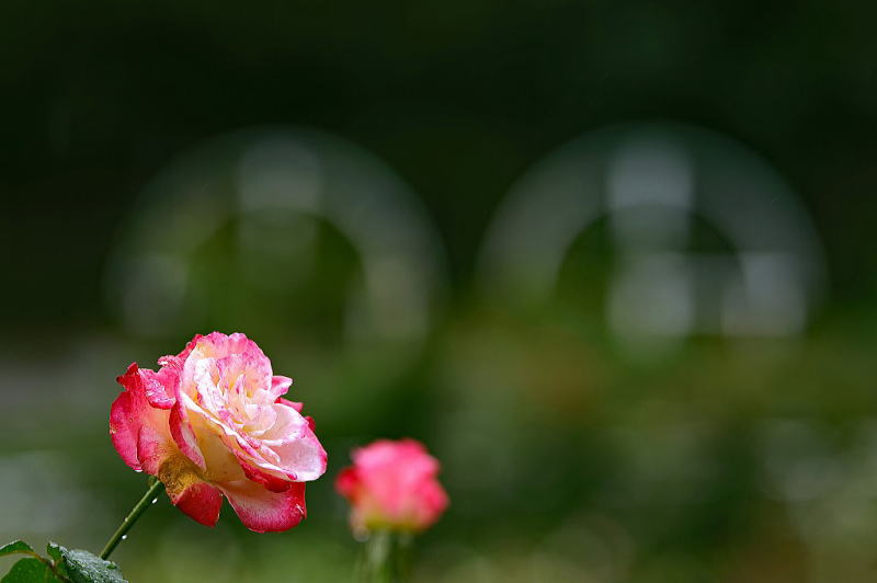 花博記念公園 鶴見緑地 バラ園