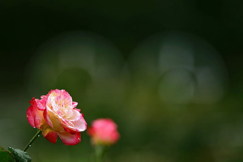 花博記念公園 鶴見緑地 バラ園