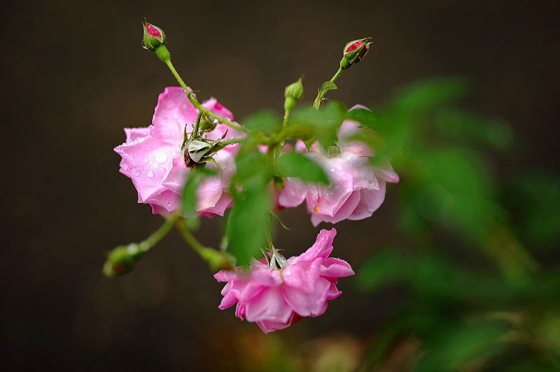 花博記念公園 鶴見緑地 バラ園