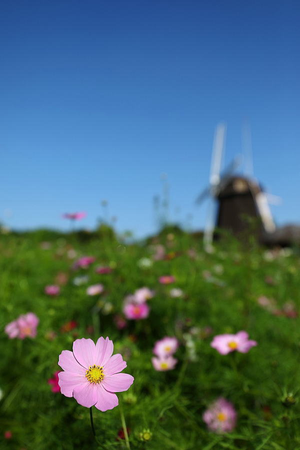 花博記念公園 鶴見緑地 風車の丘 コスモス