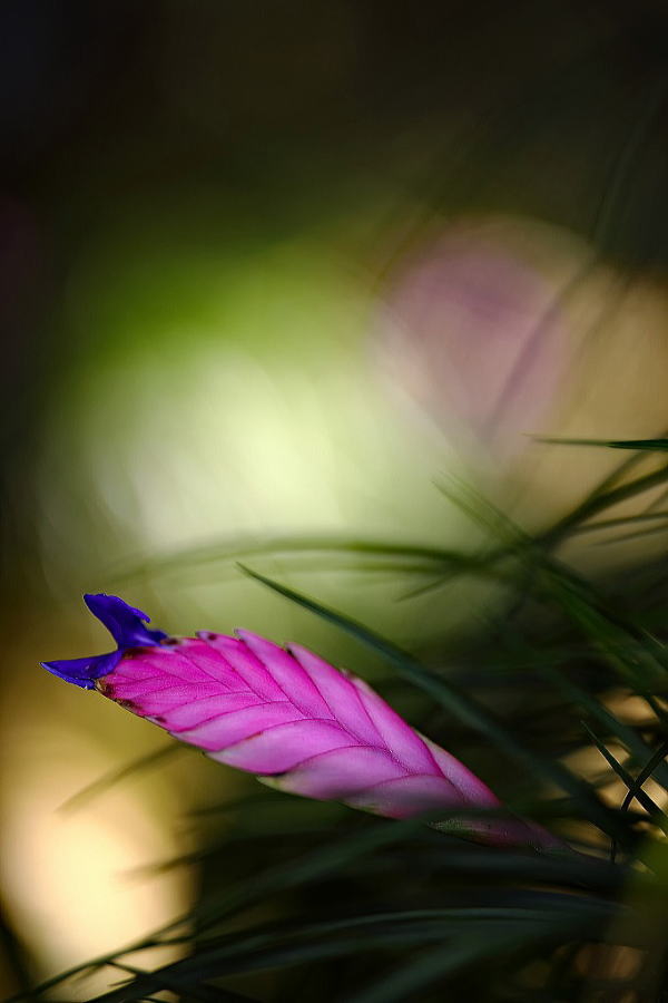 咲くやこの花館